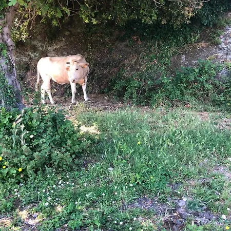 Les Galets Bleus De Calvi * Calvi